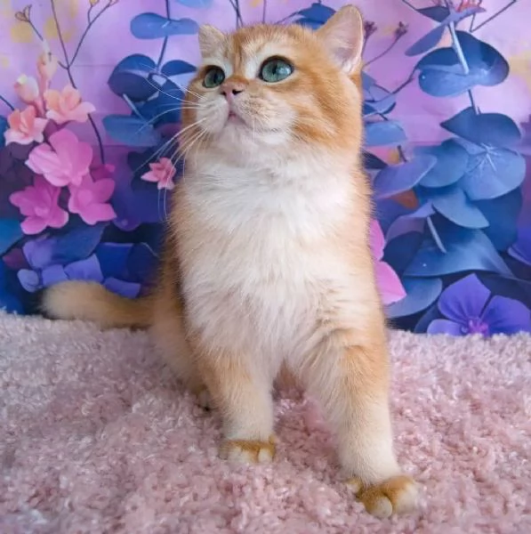 Gattini British Shorthair in cerca di adozione | Foto 1