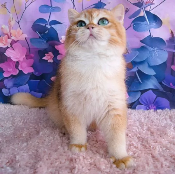 Gattini British Shorthair in cerca di adozione