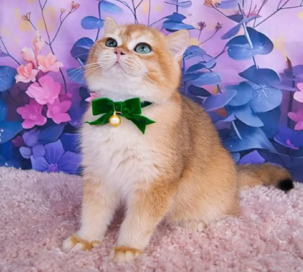 Gattini British Shorthair in cerca di adozione | Foto 0