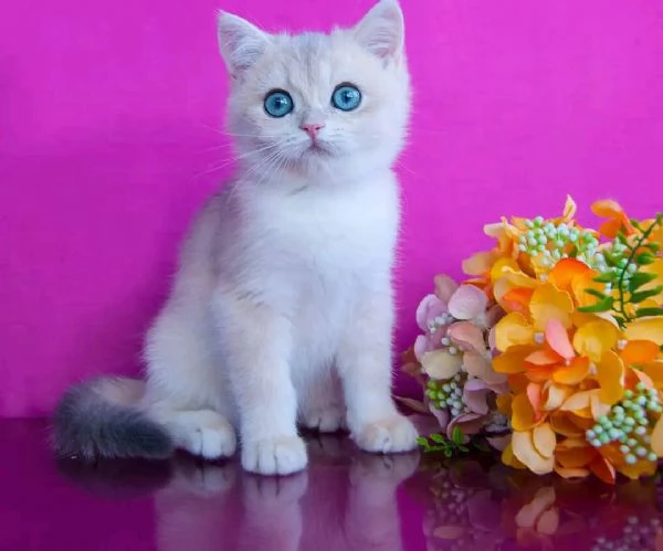 Adorabile gattino British Shorthair | Foto 0
