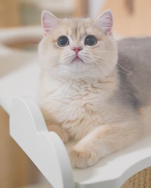 Adorabile gattino British Shorthair | Foto 1