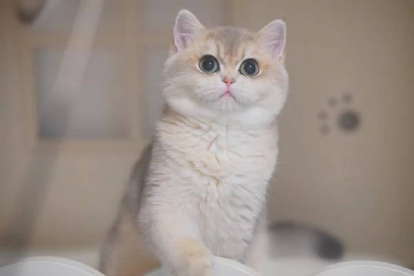Adorabile gattino British Shorthair | Foto 0