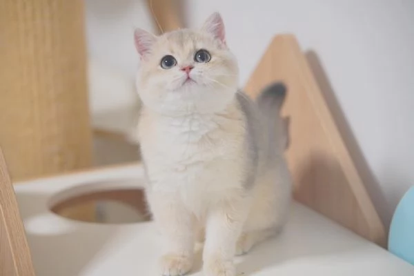 Adorabile gattino British Shorthair