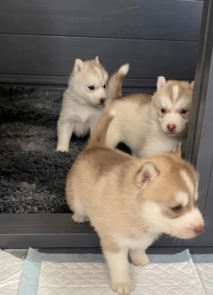 CUCCIOLI DI SIBERIAN HUSKY ALLEVATI CON AMORE per adozione  | Foto 0