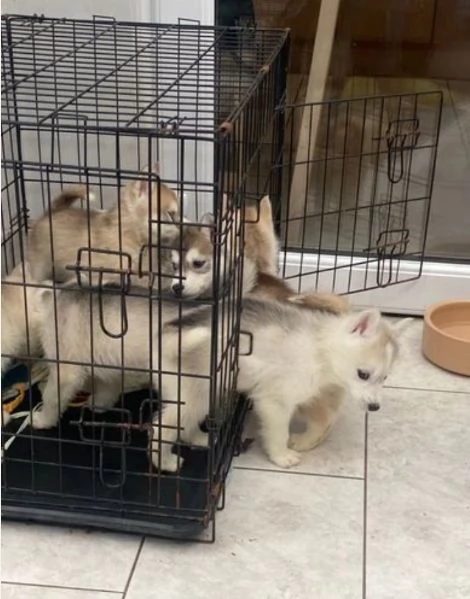 CUCCIOLI DI SIBERIAN HUSKY  per adozione  | Foto 0