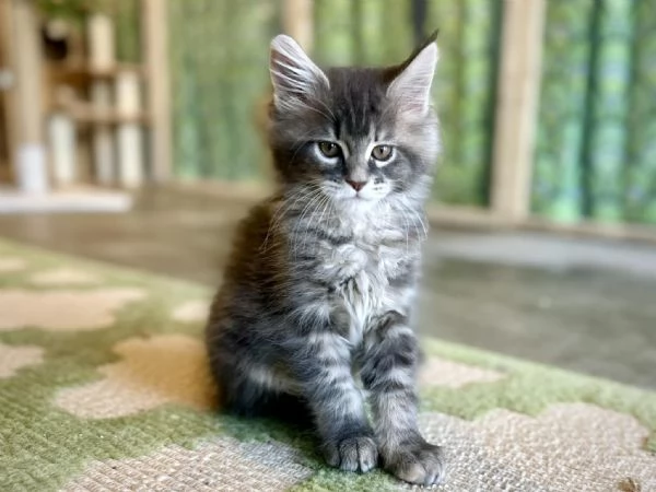 Maine Coon cuccioli !!