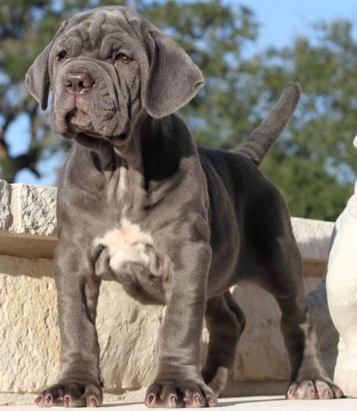 Vendo cuccioli di cane corso.