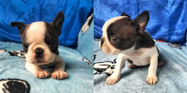 Cuccioli di Boston Terrier per nuove case