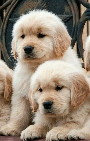 Vendita cuccioli di Golden Retriever