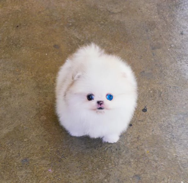 Vendo due simpatici cuccioli di Pomerania Teacup