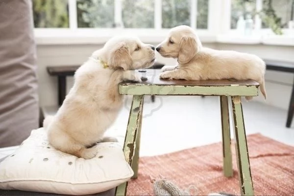regalo golden retriever cuccioli per l'adozione