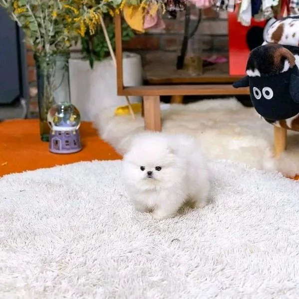 regalo cuccioli volpino della pomerania con pedigree