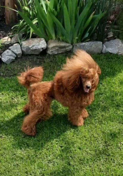 Barboncino Toy Rosso | Foto 5