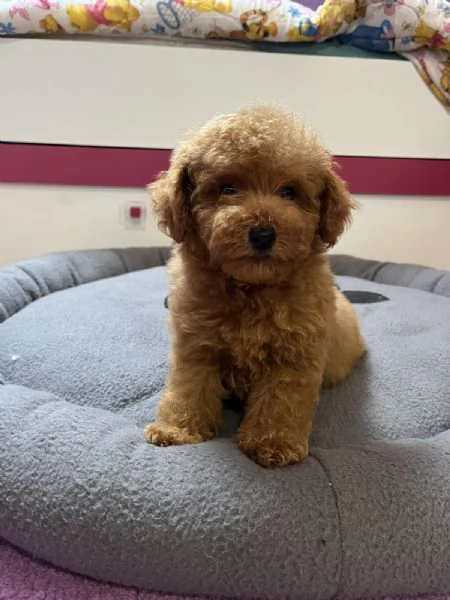 Barboncino Toy Rosso | Foto 4