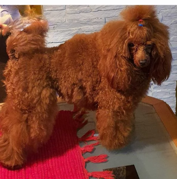 Barboncino Toy Rosso | Foto 2