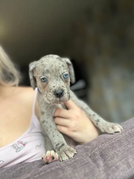 Disponibili splendidi cani corso mastini italiani | Foto 1