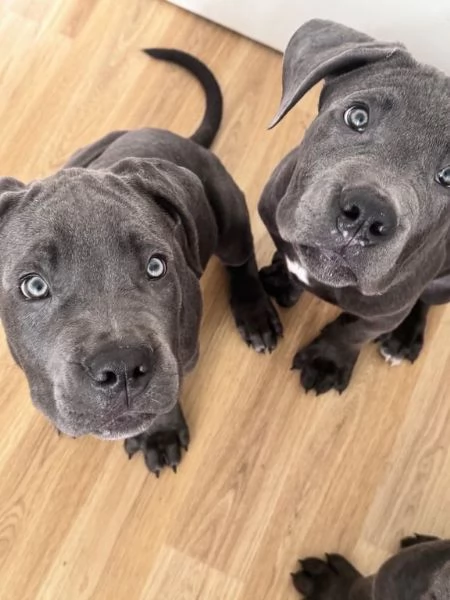 Disponibili splendidi cani corso mastini italiani | Foto 0