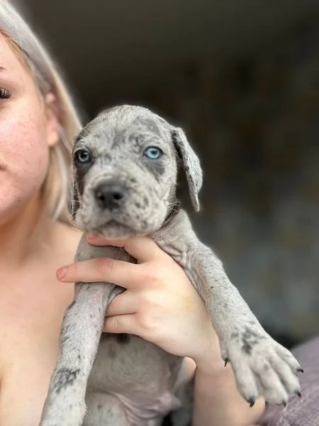 Disponibili splendidi cani corso mastini italiani