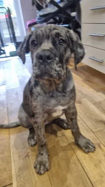 Disponibili splendidi cani corso mastini italiani | Foto 0