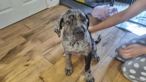 Disponibili splendidi cani corso mastini italiani