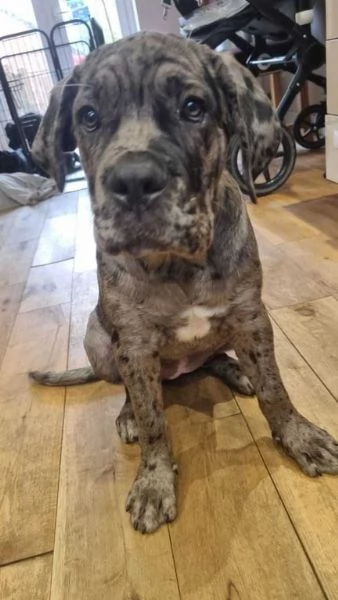 Cane Corso Merle | Foto 0