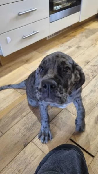 Adorabile mastino italiano cane corso