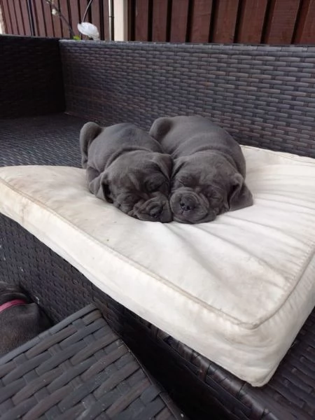 Adorabile mastino italiano cane corso | Foto 1