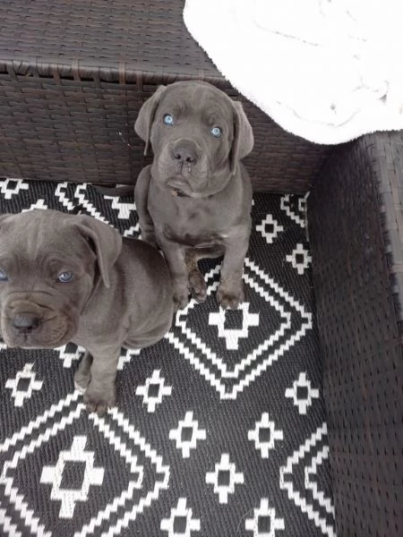 Adorabile mastino italiano cane corso | Foto 0