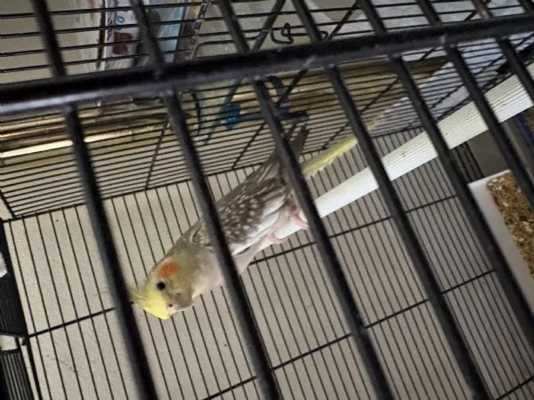 CALOPSITE FEMMINE | Foto 3