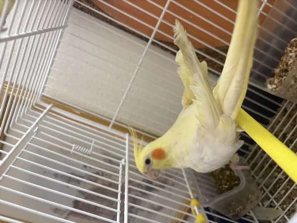 CALOPSITE FEMMINE | Foto 0