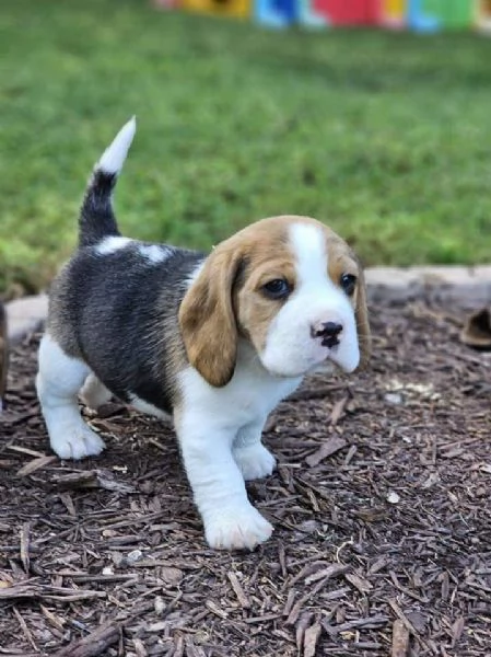 Beagle 