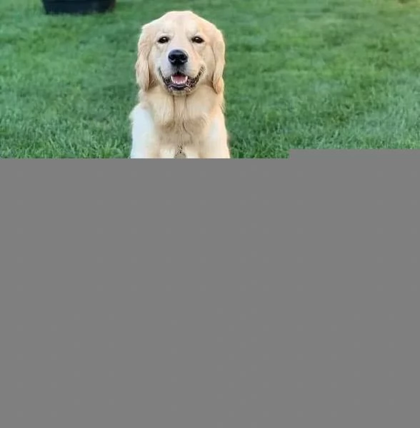 Golden retriever 