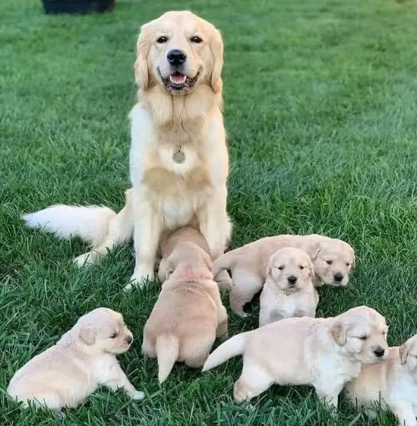 Golden retriever  | Foto 0