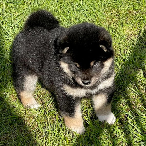Cuccioli di Shiba Inu!! | Foto 0