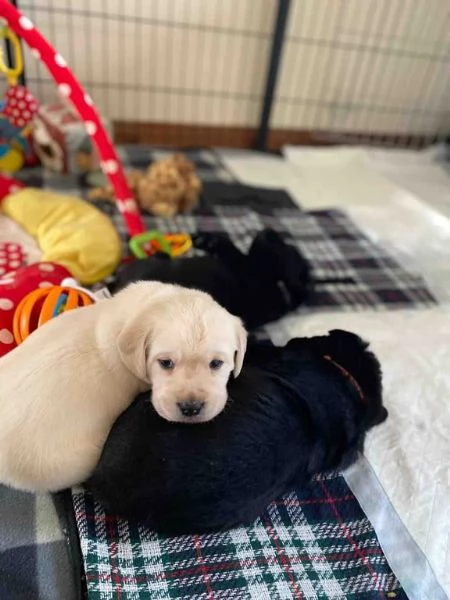 Cuccioli di Labrador stupendi in cerca di adozione | Foto 2