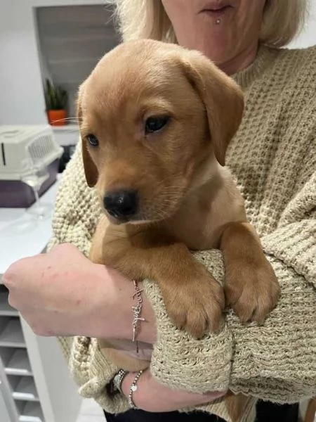 Cuccioli di Labrador stupendi in cerca di adozione | Foto 1