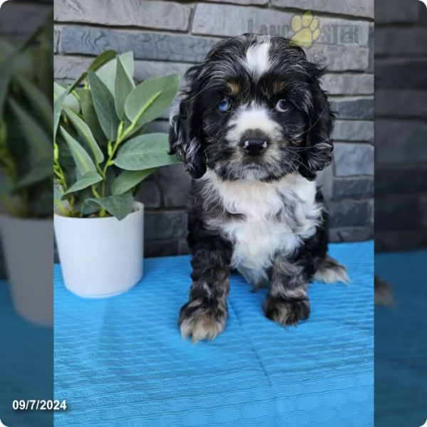 Cocker Spaniel cuccioli