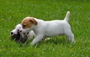 Jack Russell Terrier