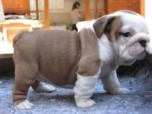Cuccioli di bulldog inglese fantastici