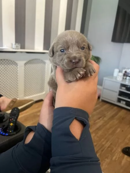 Bellissimi cuccioli di cane corso disponibili | Foto 0
