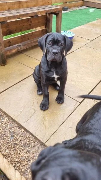 Bellissimi cuccioli di cane corso disponibili | Foto 3
