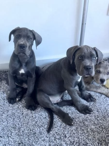 Bellissimi cuccioli di cane corso disponibili | Foto 2
