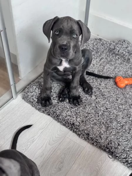 Bellissimi cuccioli di cane corso disponibili | Foto 1