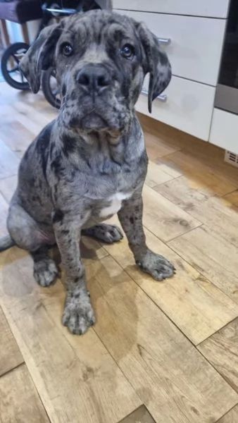 Bellissimi cuccioli di cane corso disponibili
