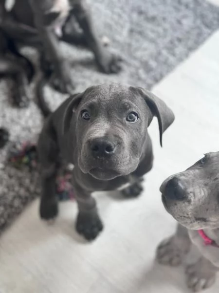 Bellissimi cuccioli di cane corso disponibili | Foto 0
