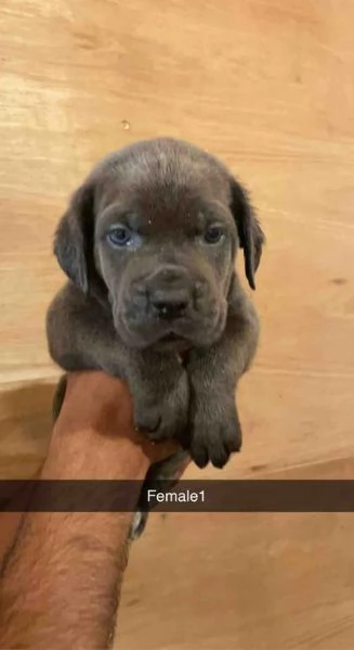 Dolce e splendido cucciolo di Cane Corso disponibile