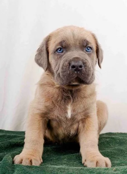 Dolce e splendido cucciolo di Cane Corso disponibile | Foto 1