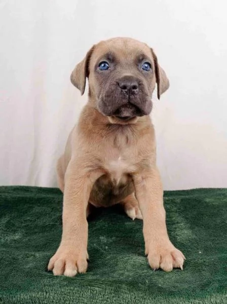 Dolce e splendido cucciolo di Cane Corso disponibile | Foto 0