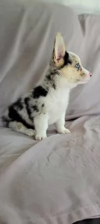 Carino Pembroke Welsh Corgi in cerca di adozione