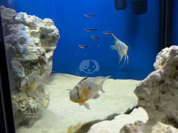 Pesci tropicali in vendita